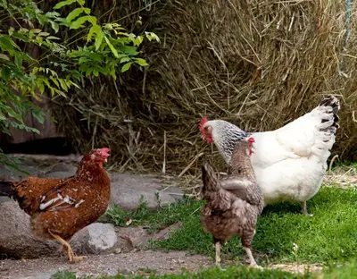 a group of chickens standing in the grass at Apartments Ansitz Wildberg in San Lorenzo di Sebato