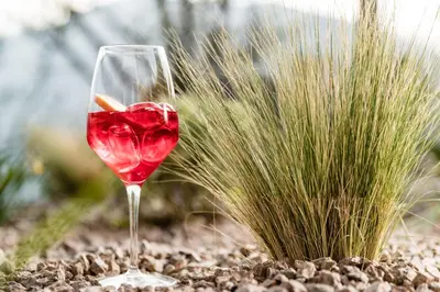 a glass of red wine next to a plant at Hotel Krause in Tirolo