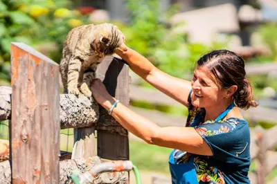 a woman petting a cat on a fence at Bachmannhof in Feldthurns