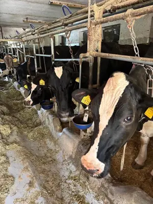 a group of cows in a barn eating hay at Appartamenti Agritur Mas da la Val in Ronzone