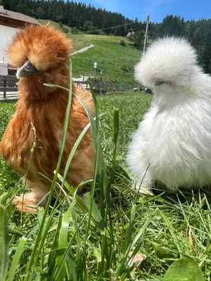 two chickens sitting in the grass in a field at Appartamenti Agritur Mas da la Val in Ronzone