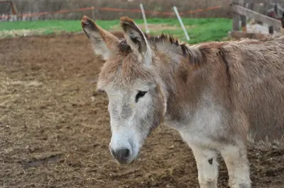 a brown donkey standing in a dirt field at Appartamenti Agritur Mas da la Val in Ronzone