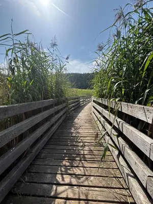 a wooden boardwalk through a field with the sun in the sky at Appartamenti Agritur Mas da la Val in Ronzone