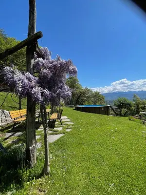 a tree with purple flowers on it next to a bench at Weißhaus Hof in Caldaro