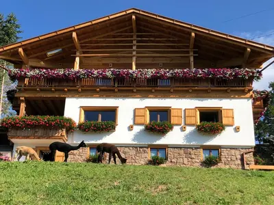 two horses grazing in front of a house at B&B Belvedere in Daiano