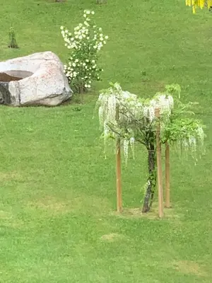 a small tree with white flowers in a field at Apartment Hotel Elvis in Ortisei