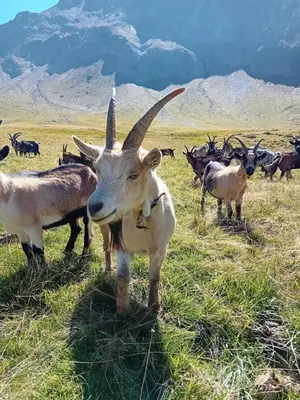 a goat with long horns standing in a field at Ausserstauderhof in San Leonardo in Passiria