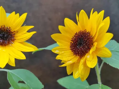 two yellow sunflowers sitting next to each other at Ausserstauderhof in San Leonardo in Passiria