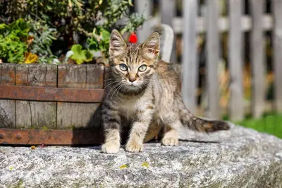 a kitten sitting on a rock next to a planter at Gattererhof in Schenna