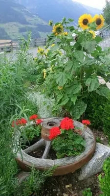 a flower garden with flowers in a pot at Gattererhof in Schenna
