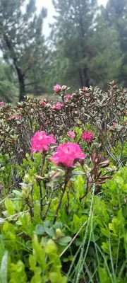 a group of pink flowers in front of a hedge at B&B Öboluckna in Molini di Tures