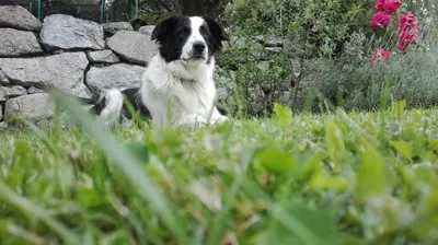 a black and white dog laying in the grass at Mair am Graben Farm Chalets in Terento