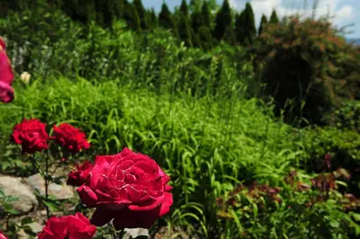 a group of red roses in a field of grass at Haus Rosengarten in Tirolo