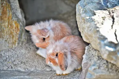 two small rabbits are sitting in a cave at Putzerhof - Urlaub auf dem Bauernhof in Brixen