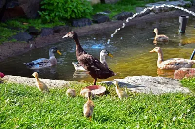 a group of ducks standing in front of a pond at Putzerhof - Urlaub auf dem Bauernhof in Brixen