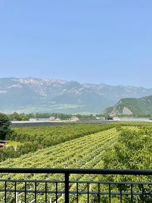 a view of a vineyard with mountains in the background at Goldenhof in Ora/Auer