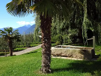 a palm tree next to a bed in a field at Platterhof in Tirolo