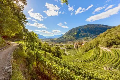 a road through a vineyard with mountains in the background at Ruster Resort in Lagundo