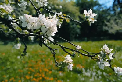 a branch of a flowering tree with a field of flowers at Gardenhotel Premstaller in Bolzano
