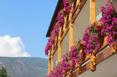 a building filled with lots of purple flowers at Gardenhotel Premstaller in Bolzano