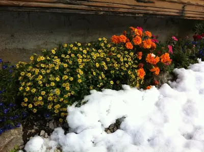 a bunch of flowers in a garden with snow at Residence Villa Toni in San Vigilio Di Marebbe