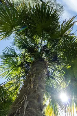 a palm tree with the sun in the background at Flow Apartments WINKEL STUDIO in Merano