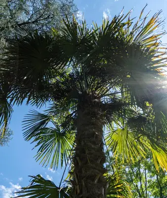 a palm tree with the sky in the background at Flow Apartments WINKEL ATELIER in Merano