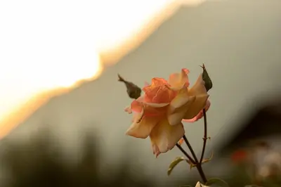 a yellow rose is shown with its buds at Panorama Hotel St Georgen in Schenna