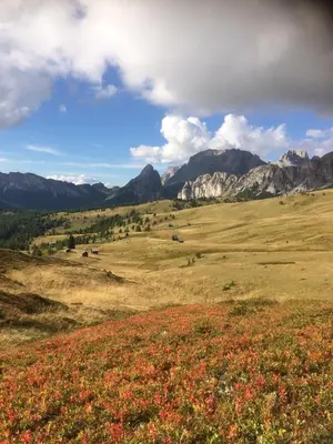 a field of flowers with mountains in the background at la fusinela in Selva di Cadore