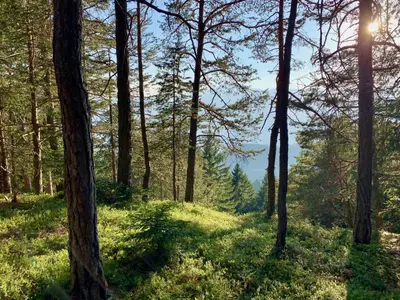 a wooded area with the sun shining through the trees at Apartment in South Tyrol with a beautiful panoramic view in Verano