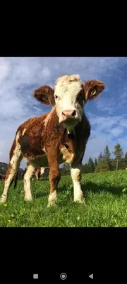a brown and white cow standing in a field at Winterlehof in Tires