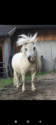 a white horse standing in front of a building at Winterlehof in Tires