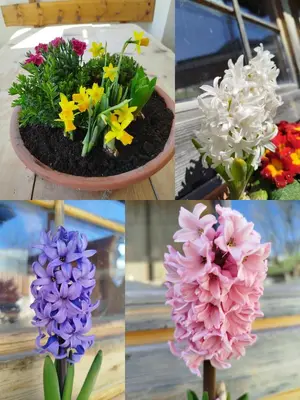 a group of different types of flowers on a table at Winterlehof in Tires