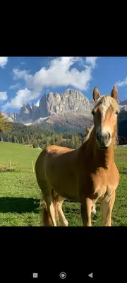 a brown cow standing in a field with mountains in the background at Winterlehof in Tires