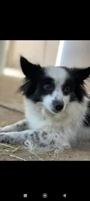 a black and white dog laying on the ground at Winterlehof in Tires