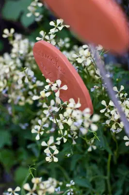 a red frisbee sitting in some white flowers at Gleifhof in Appiano sulla Strada del Vino