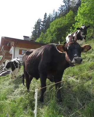 two cows standing in a field next to a fence at Agriturismo Kabishof in Funes