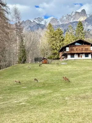 a group of animals grazing in a field in front of a house at Charme alpino e modernità-Appartamento ristrutturato a due passi dal centro in Cortina dʼAmpezzo