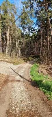 a dirt road in the middle of a forest at Birchboden Lodge in Longomoso