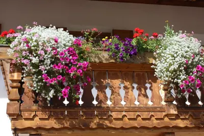 a bunch of flowers on a wooden balcony at Haus Ploner - Pichlerhof in Chienes