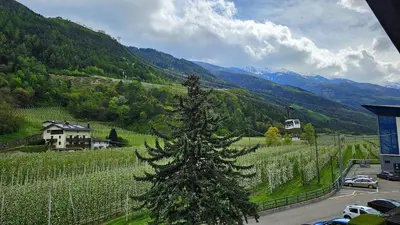 a view of a vineyard with a christmas tree on a hill at Hike, Bike & More in Parcines
