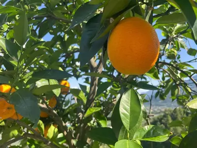 an orange tree with a bunch of oranges on it at FeWo Passo-Palade in Tesimo