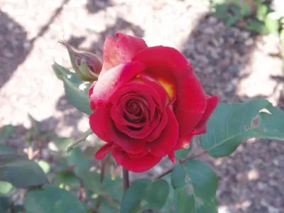 a red rose is growing on a plant at La Majon Apartments in Selva di Val Gardena