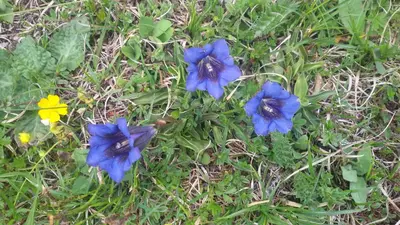 a group of blue flowers in the grass at La Majon Apartments in Selva di Val Gardena