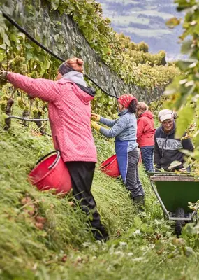 a group of people picking grapes in a vineyard at Weingut Griesserhof in Varna