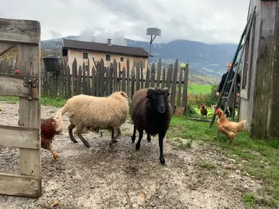 a group of sheep and chickens walking around a fence at Weingut Griesserhof in Varna