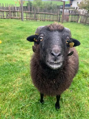 a black sheep is standing in the grass at Weingut Griesserhof in Varna