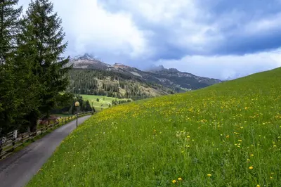 a field of flowers on a hill with a road at Casa Pini By Go new location in Moena