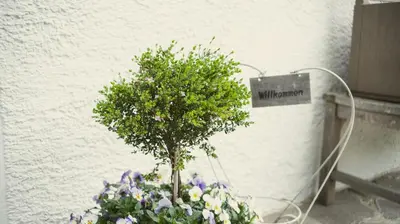 a small tree in a pot next to a wall at Texlhof - Stella Alpina in Parcines