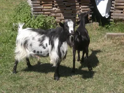 two goats standing in the grass in a field at Winterklaubhof in Siusi